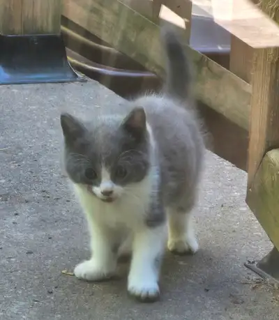 Chaton gris et blanc (femelle)