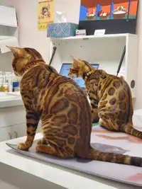 Purebred Rosette Bengal Kittens - H