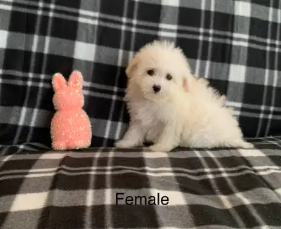 Bichon frise puppies Spunky fun characters The little girl has a calm temperament She has the pink b...