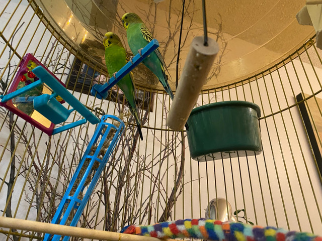 Beautiful Budgie Pair w/cage in Accessories in Calgary - Image 2