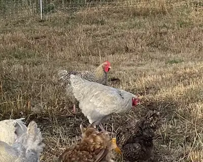 2 Roosters (Orpington), View more