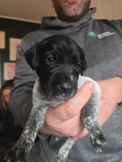 ckc german shorthaired pointer puppies, View more