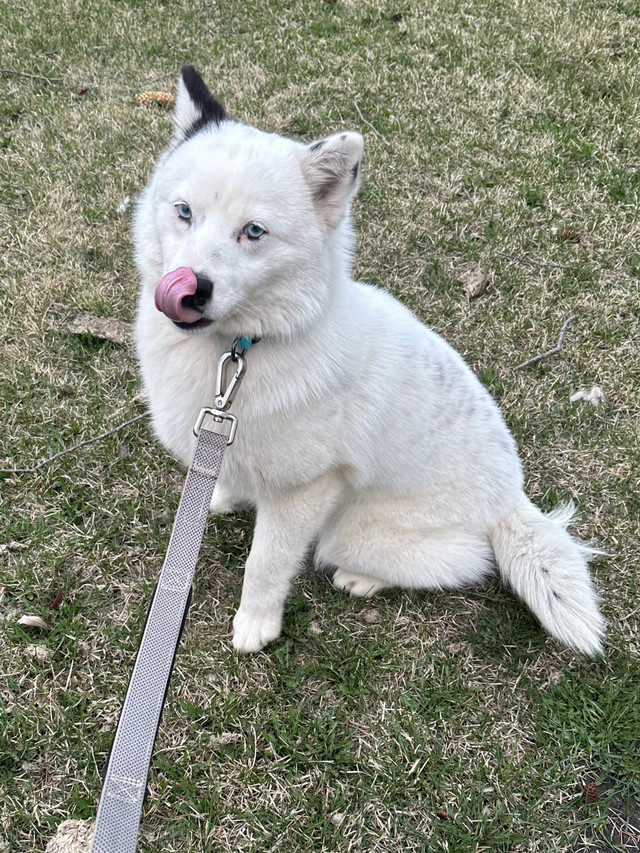 White Female Pomsky  in Dogs & Puppies for Rehoming in Edmonton - Image 2