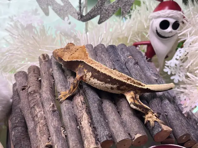 Empty Back Male Crested Gecko  in Reptiles & Amphibians for Rehoming in Saint John - Image 4