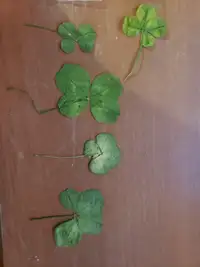 4 leaf clovers for sale !
