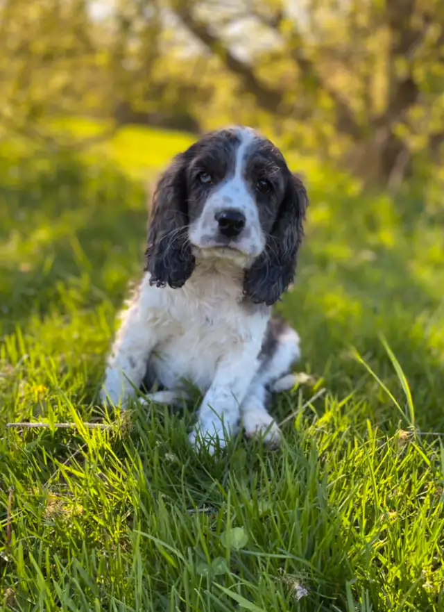 English Cocker Spaniel puppies in Dogs & Puppies for Rehoming in Oakville / Halton Region - Image 3
