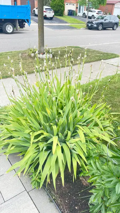 Perennial Purple Iris Plants, View more