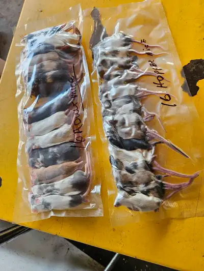 FEEDER MICE FOR SALE, View more