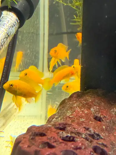 YELLOW LAB & RED ZEBRA CICHLIDS, View more