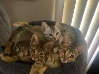 Savannah cats for sell 3 cats