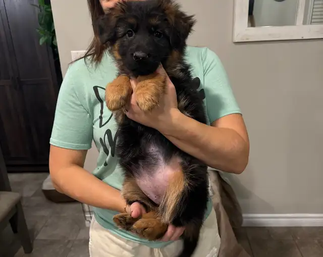 Longhaired German Shepherd Female - Ready to Go! in Dogs & Puppies for Rehoming in Brantford - Image 3
