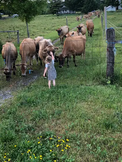 looking for jersey calf, View more