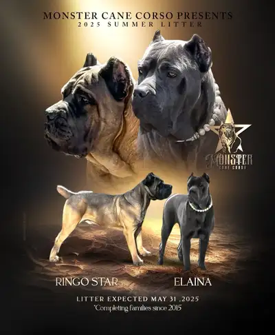 Monster Cane  Corso Puppies, View more