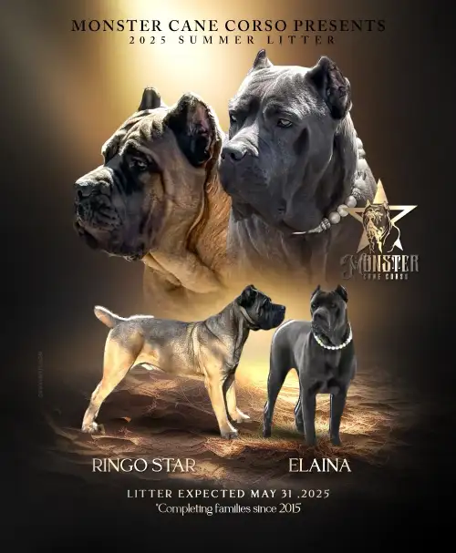 Hello and welcome to Monster Cane Corso! About Us: * Occasionally we have puppies! * We run a very s...