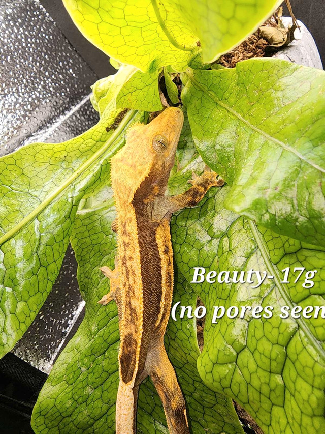 Beauty the Crested Gecko in Reptiles & Amphibians for Rehoming in Nanaimo