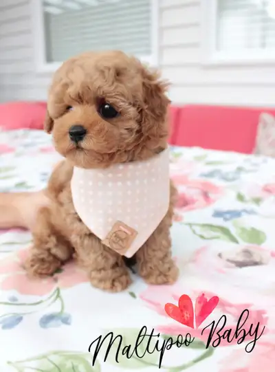 ❤️❤️❤️ TEDDY BEAR MALTIPOO BABIES ❤️❤️❤️, View more