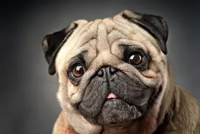 GoodPhotographer w/ Camera Wanted - Great with Dogs and People, View more