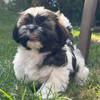 Shih Tzu, View more