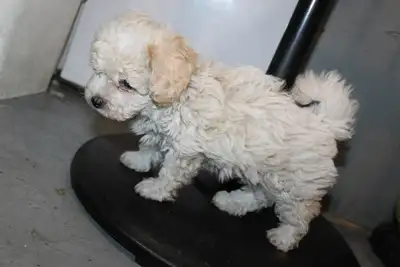ONLY 3 BEAUTIFUL POODLE X PUPPIES LEFT, View more