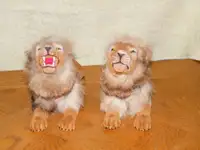 Lion Bobble Heads