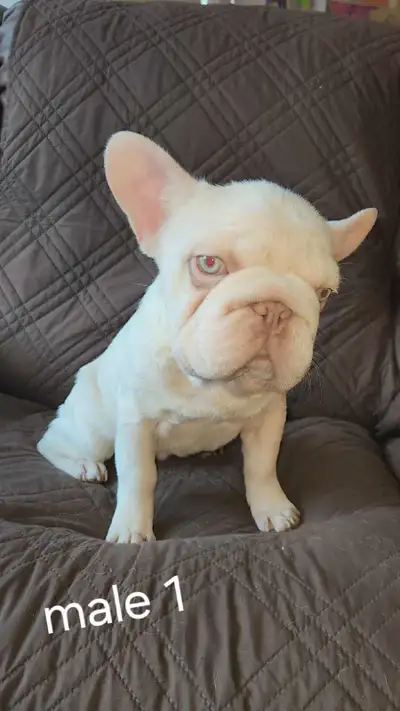 French Bulldog puppies, View more