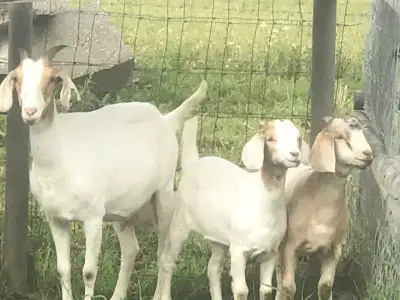 Boer X doe and twins, View more