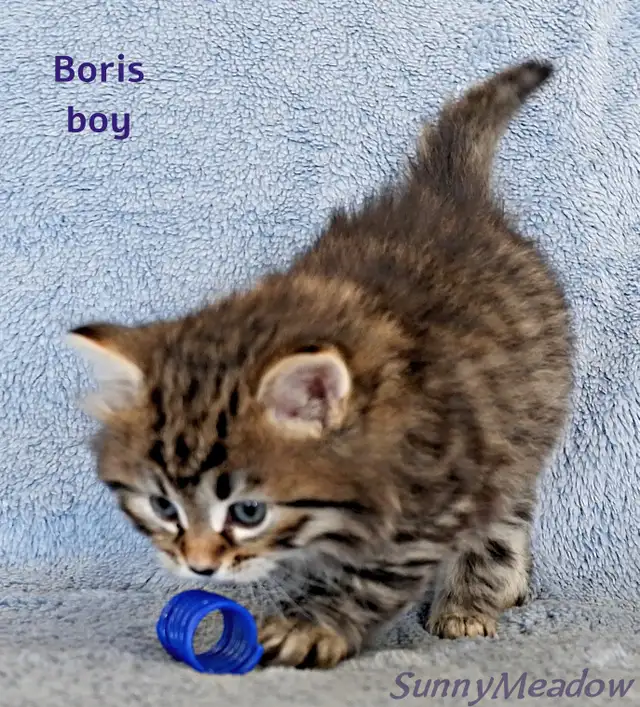 Charming Siberian boy