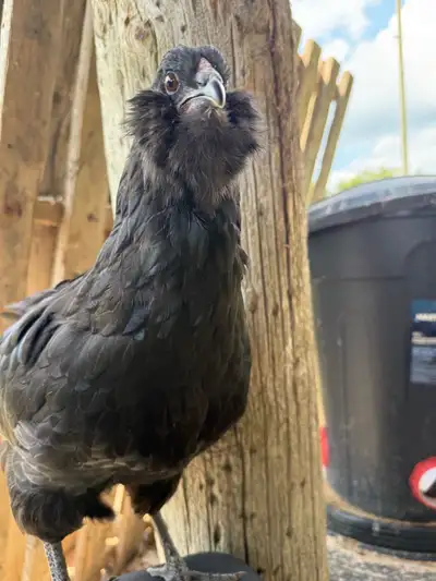 ready to lay pullets (chicken)  available , View more