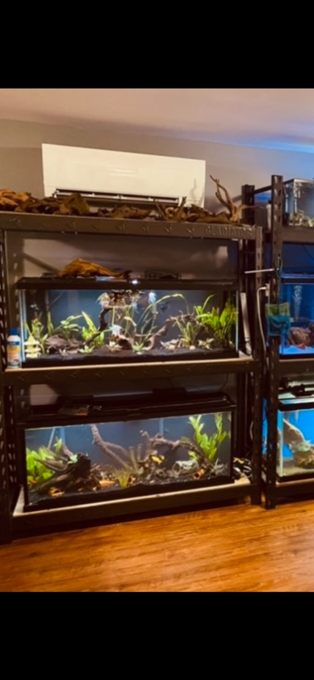 50 gallon aquarium  in Fish for Rehoming in Fredericton - Image 2