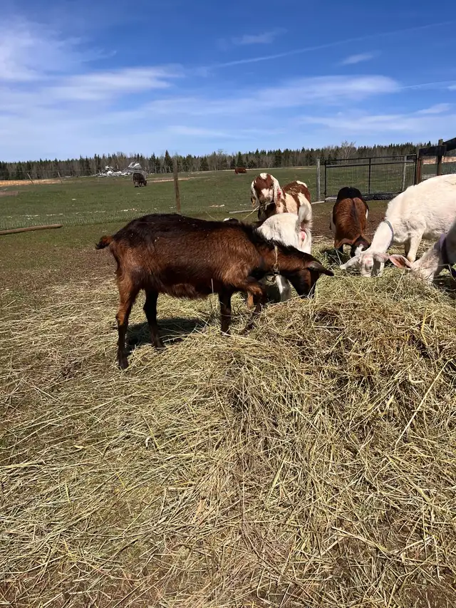 Alpine/Kiko Doe in Livestock in Vanderhoof - Image 4