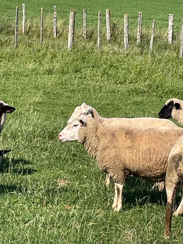 commercial ile de France ewes in Livestock in Owen Sound - Image 6
