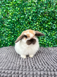 Purebred Holland Lop baby 