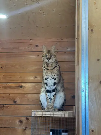 1 mature female Serval cat ready for breeding, View more