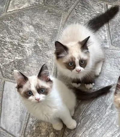 Ragdoll Kittens , View more