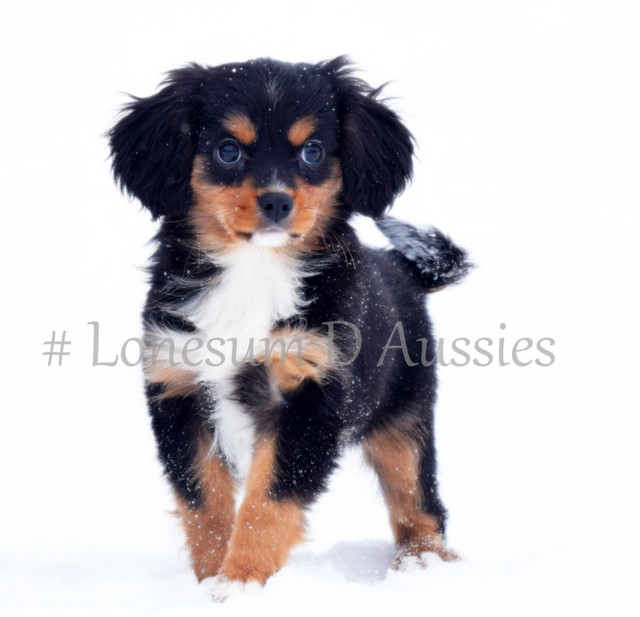 Toy & Mini Australian Shepherds & Aussilier Puppies Available in Dogs & Puppies for Rehoming in Winnipeg - Image 2