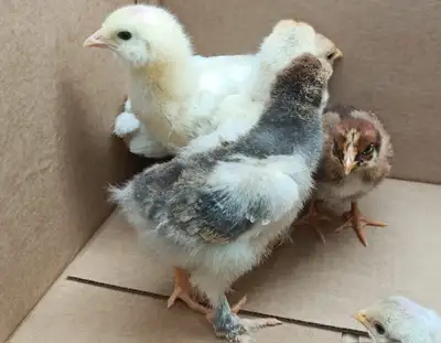 Pure and Rare Breed Chicks, View more