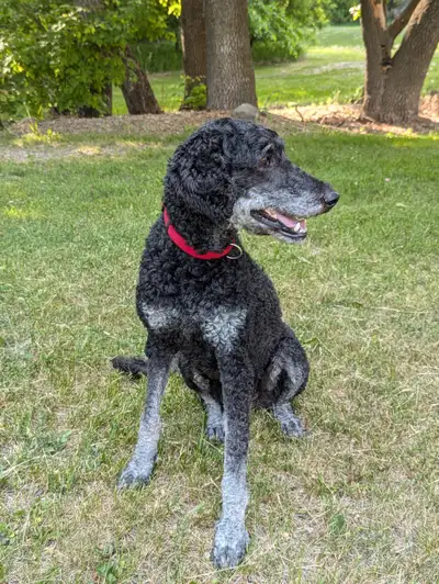 Adult Standard Poodle, View more