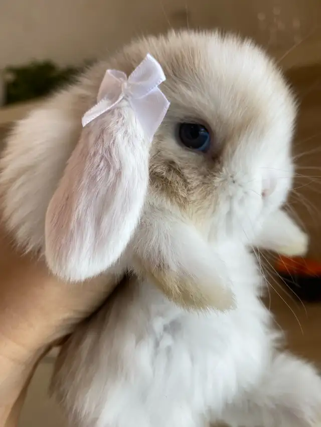 purebred holland lop bunny  in Small Animals for Rehoming in Mississauga / Peel Region - Image 4