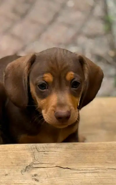 CKC Registered Mini Smooth Dachshunds, View more