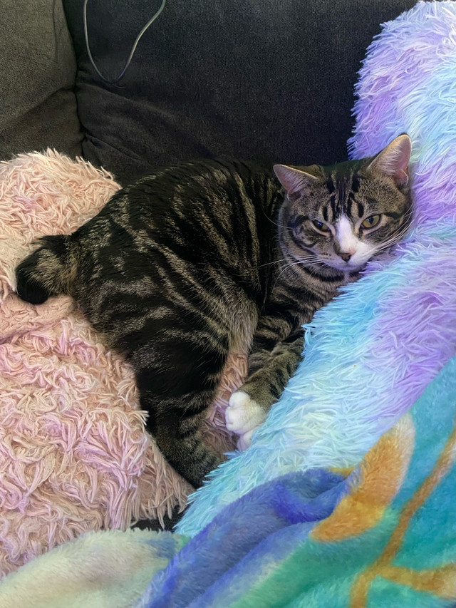 Lost Male Tabby  in Lost & Found in Calgary