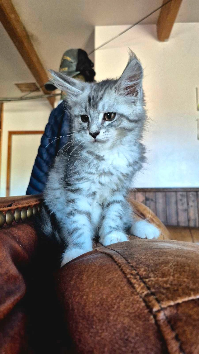 main coon chaton dans Chats et chatons à adopter  à Shawinigan - Image 2