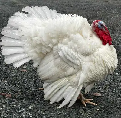 Turkey Tom and hen pair, View more