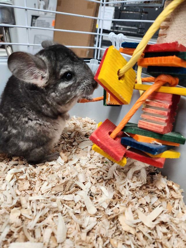 Baby Chinchillas  in Small Animals for Rehoming in Barrie - Image 3