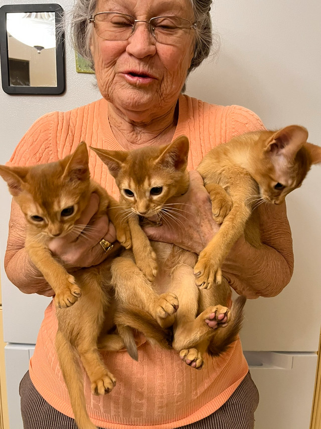 Chaton Abyssin Chats Et Chatons A Adopter Ouest De L Ile Kijiji