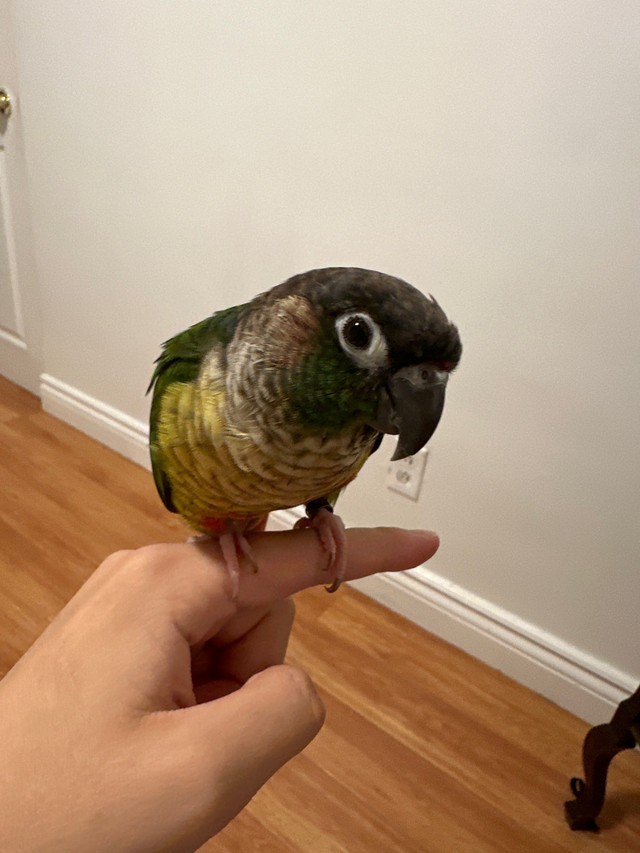 Green cheek conure (Cage included) in Other in City of Toronto - Image 4