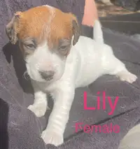 Jack Russell Terrier Puppies 