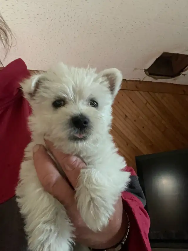 CKC registered West Highland White Terrier Male pups in Dogs & Puppies for Rehoming in Edmonton - Image 3