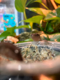 FLASH SALE: Mourning gecko juveniles