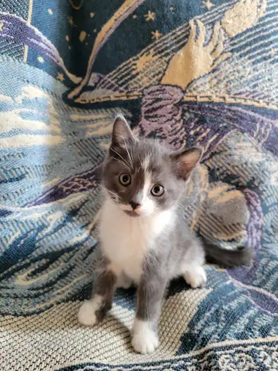 Kittens for loving homes., View more