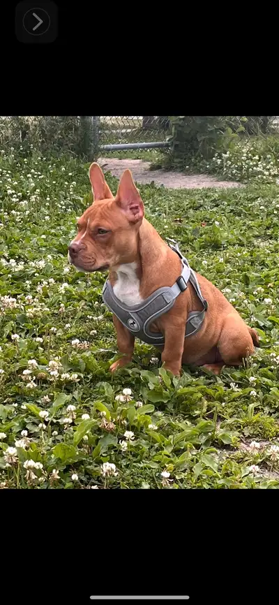 bouledogue français mix, View more